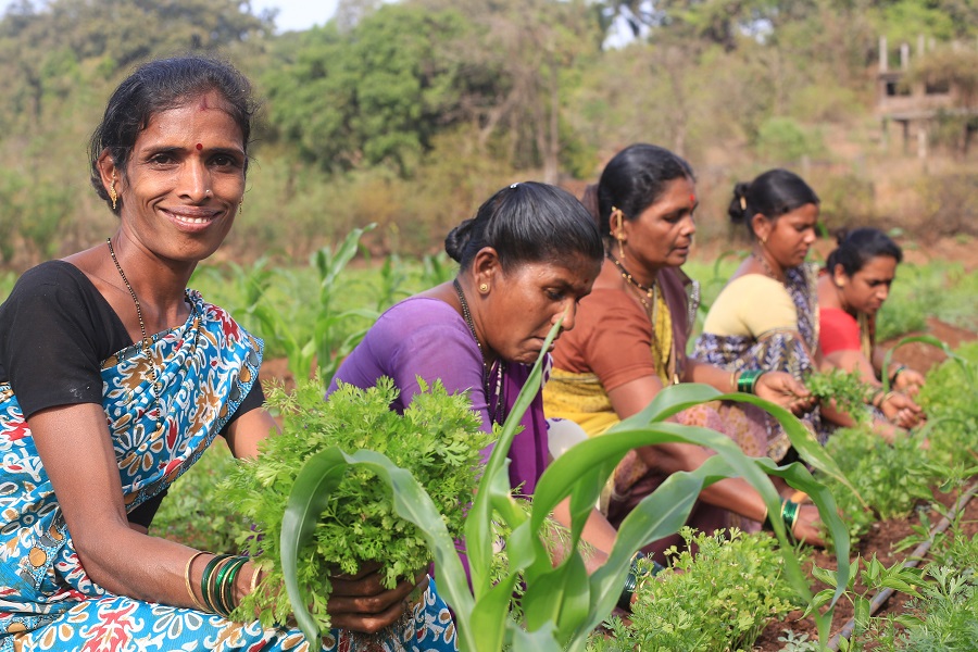 Swades Foundation – Farmers harvesting herbs