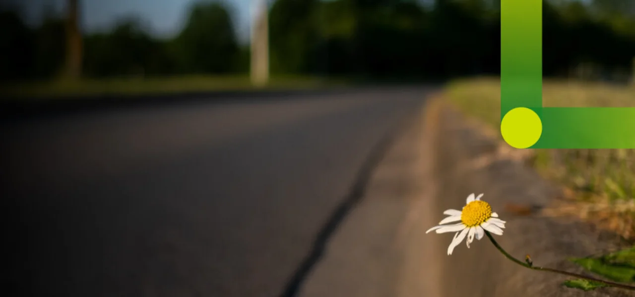 Street and daisy