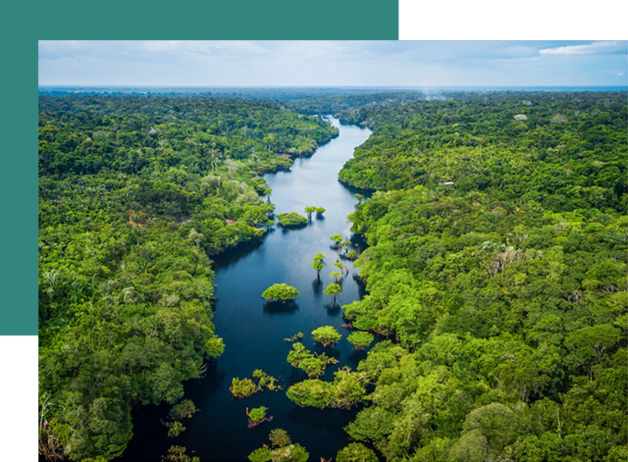 Ein natürlich verlaufender Fluss zieht sich durch eine grüne Waldlandschaft.