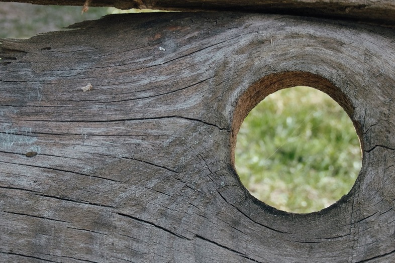 Transparentes Holz