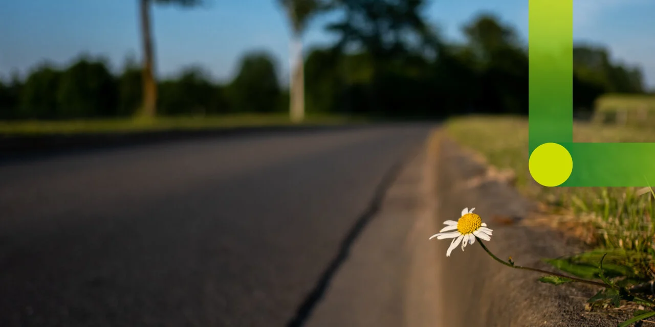 Straße mit Gänseblümchen