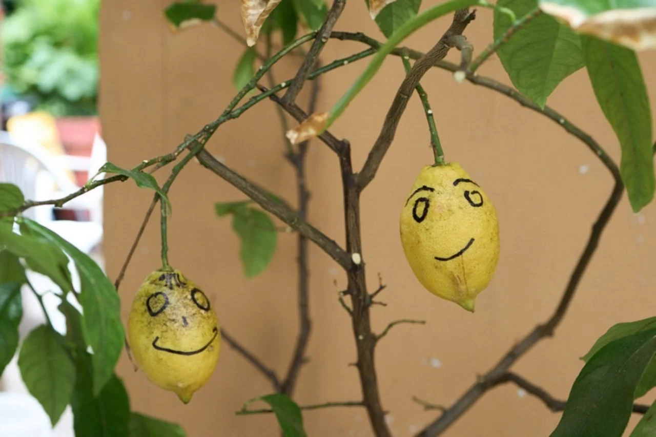 Michael Kapaun’s lemon tree