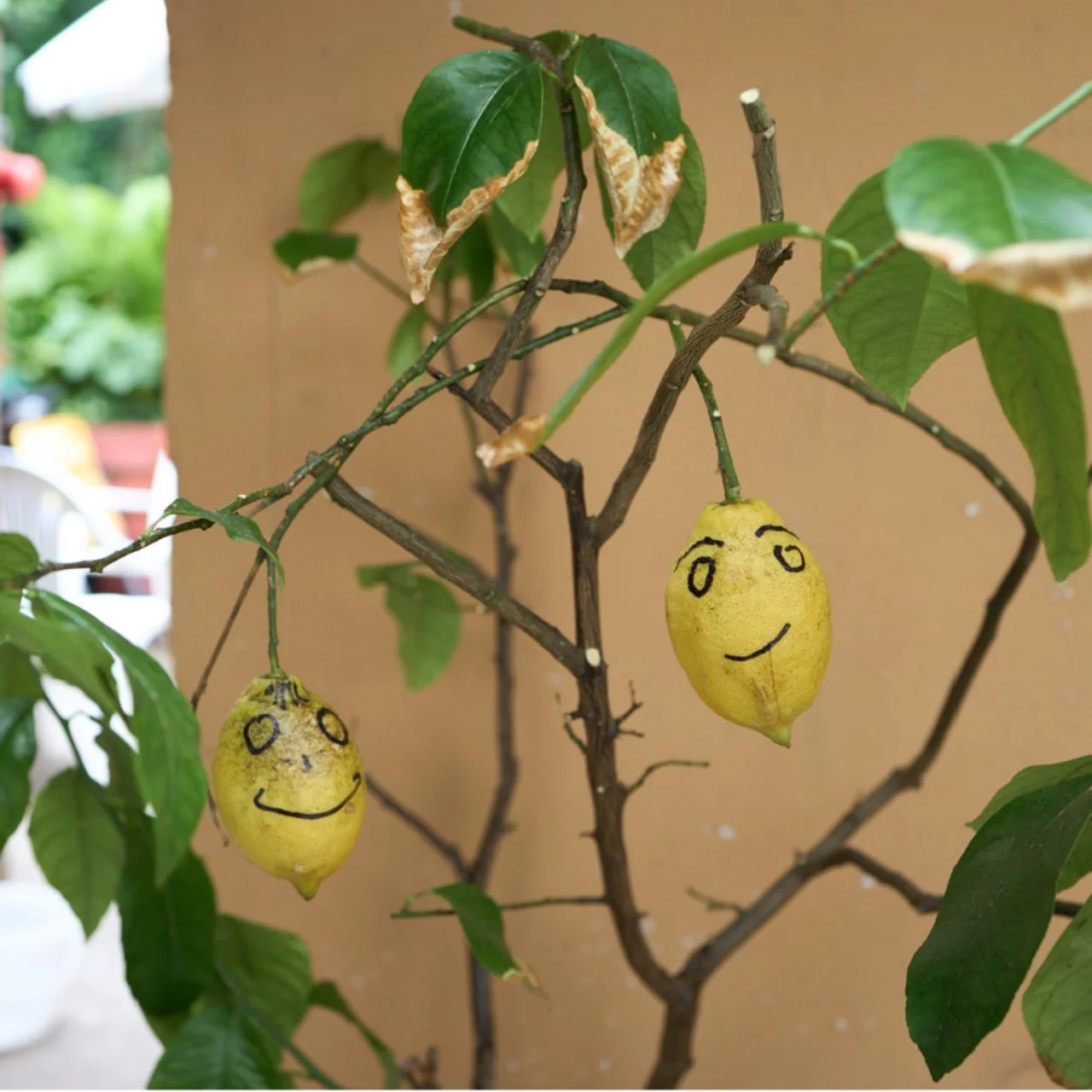 Two yellow lemons with hand-drawn smiley faces hanging from a lemon tree branch.