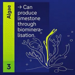 Algae
